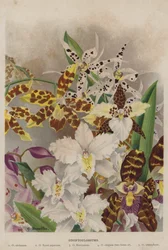 Odontoglossums